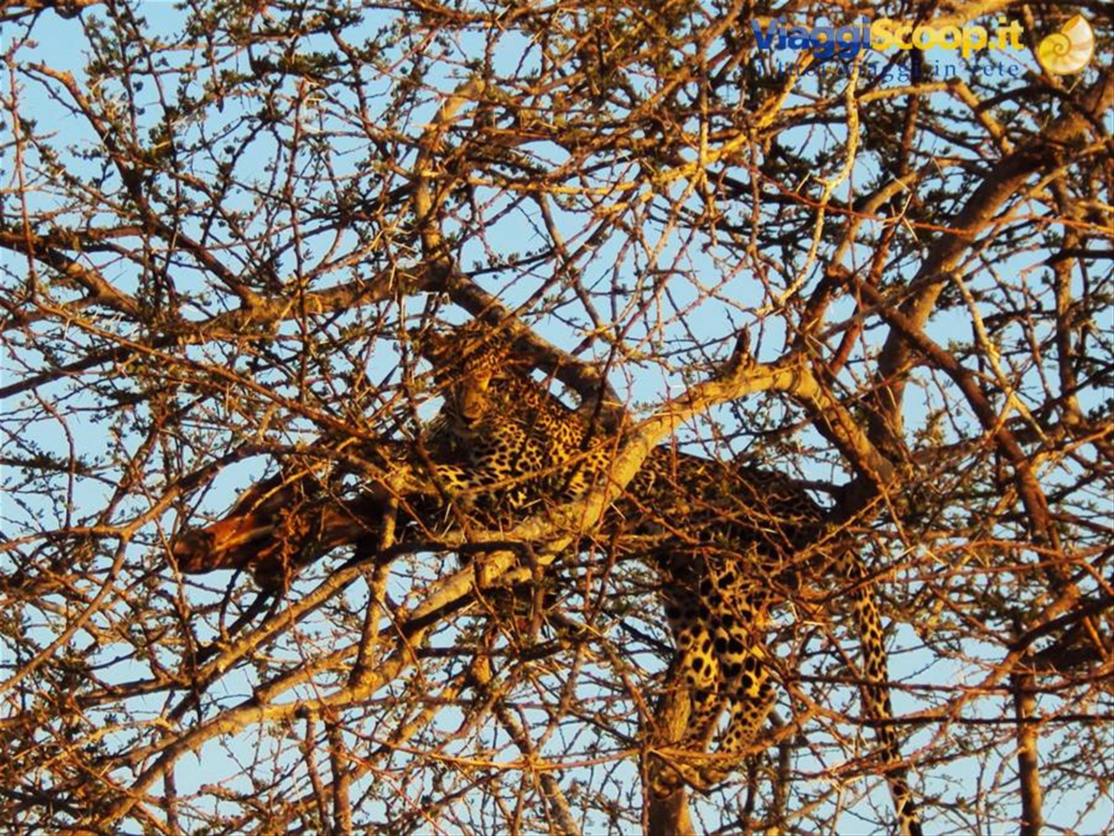 incredibile leopardo