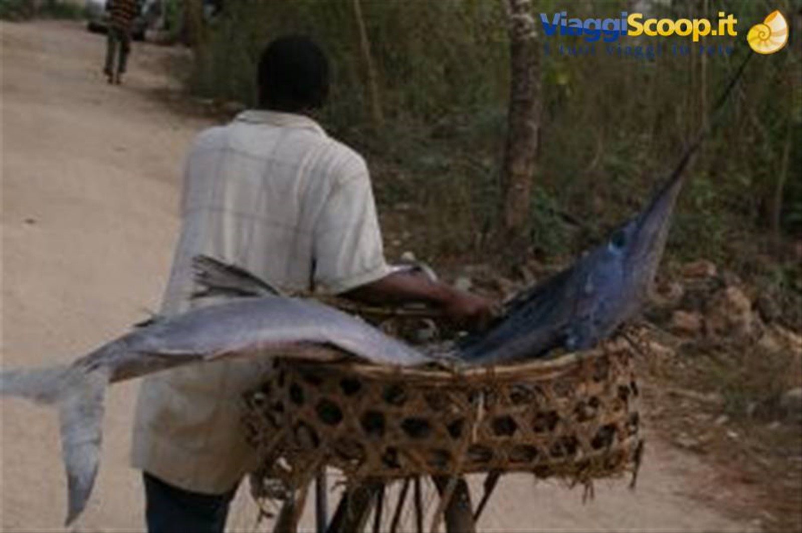 pesce spada