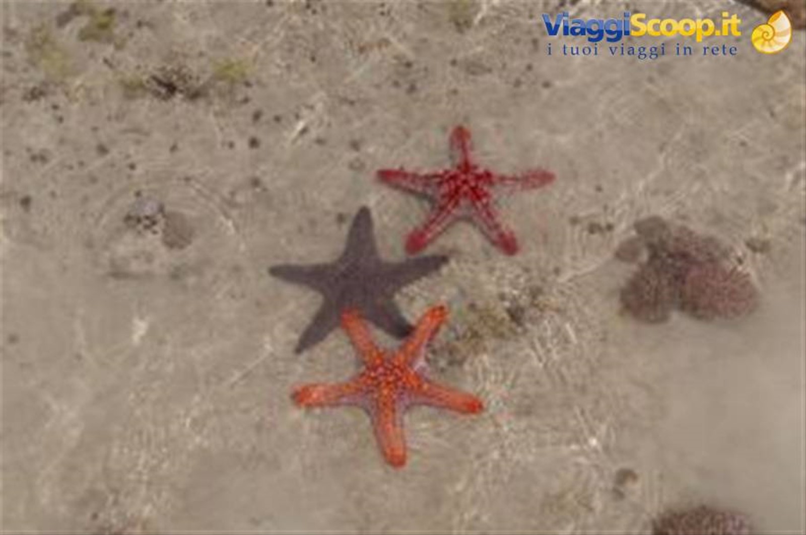 stelle marine
