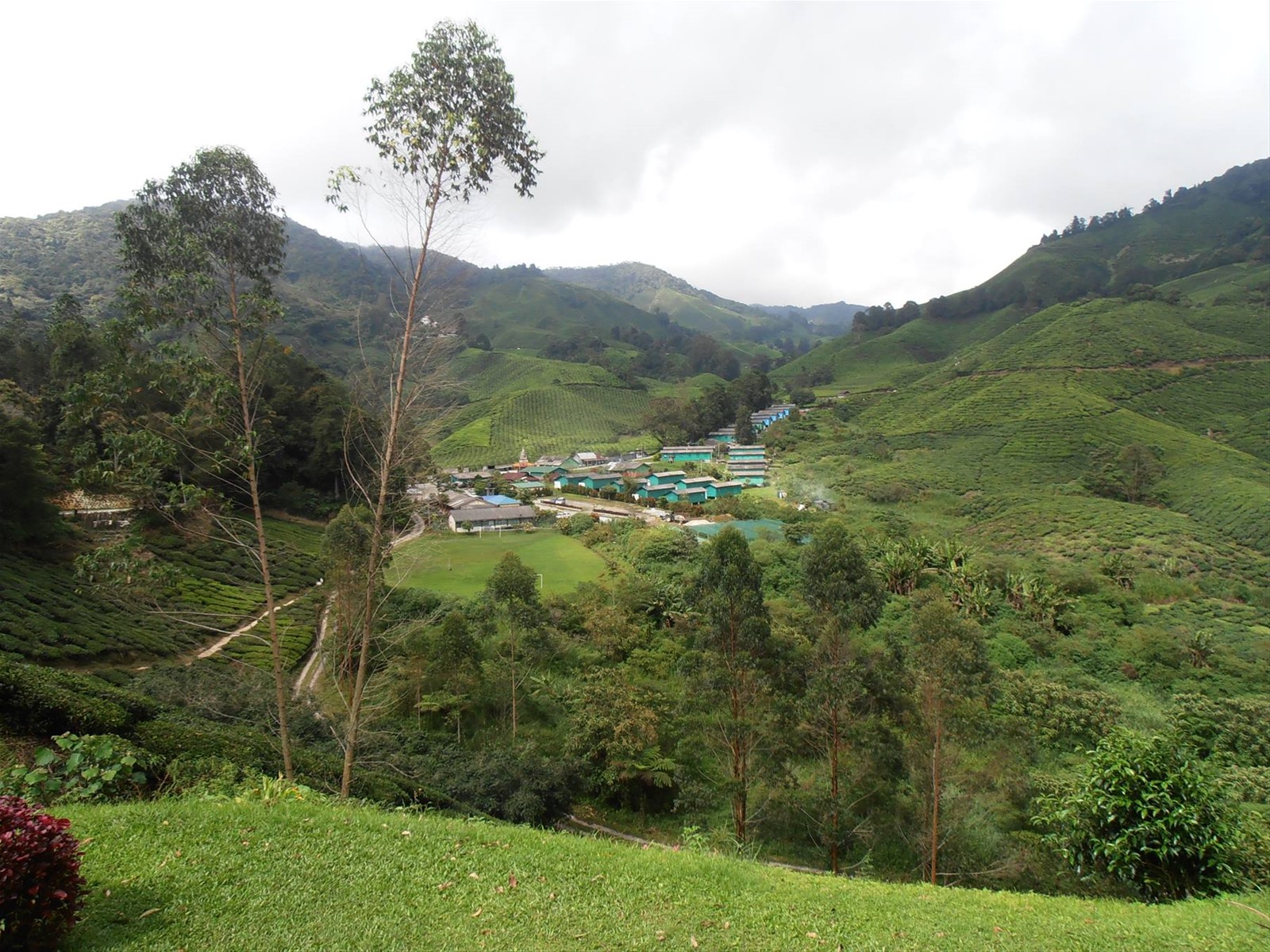 piantagioni di te a Cameron Highlands, Malesia
