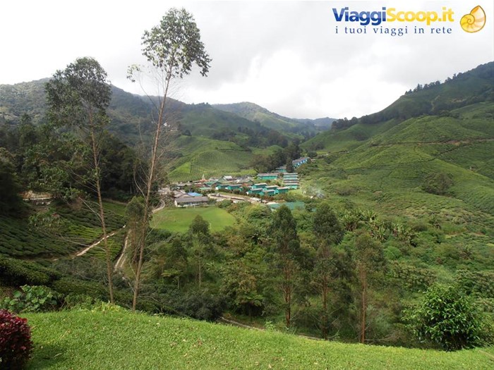 piantagioni di te a Cameron Highlands, Malesia 