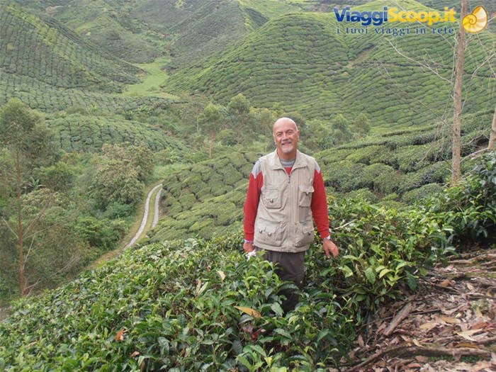 io alle piantagioni di te, Cameron Highland, Malesia