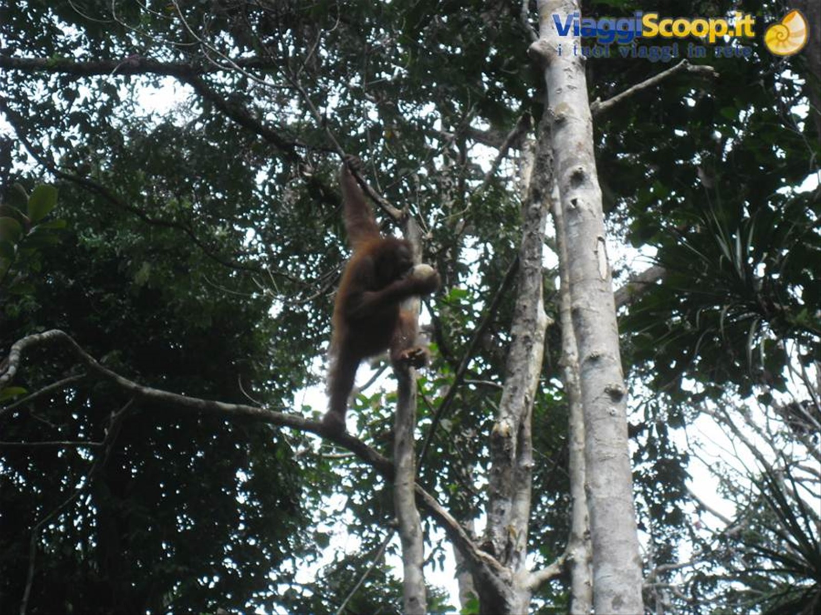 un orangutan alla riserva di Senggoh, Sarawak, Borneo malese