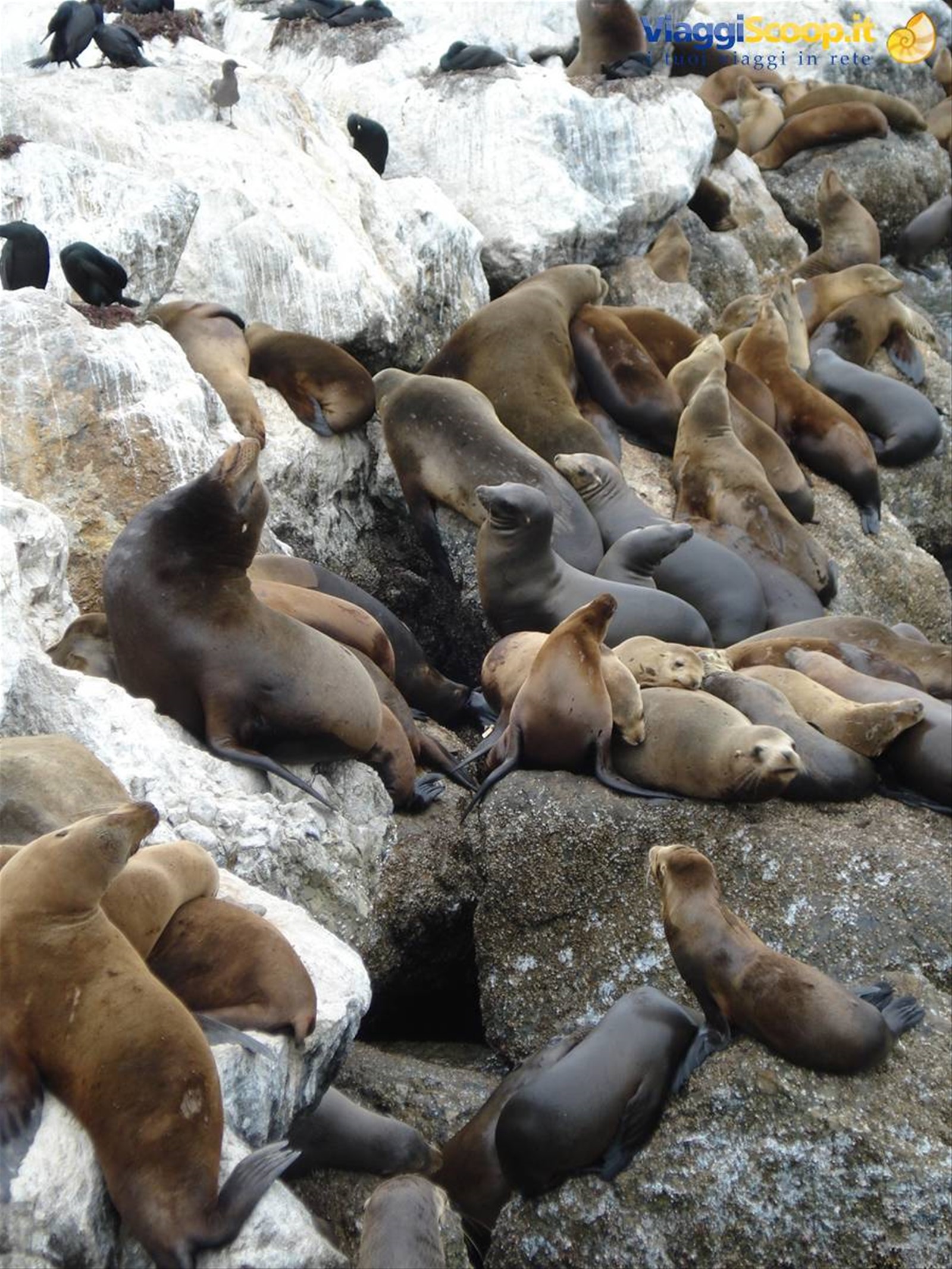 California Sea Lions a Monterey