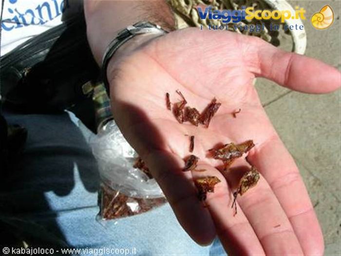 Oaxaca: le chapulines (cavallette fritte!!!)
