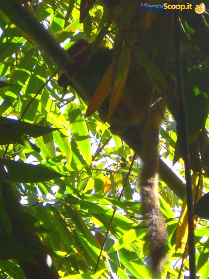 Parco Ranomafana, lemure