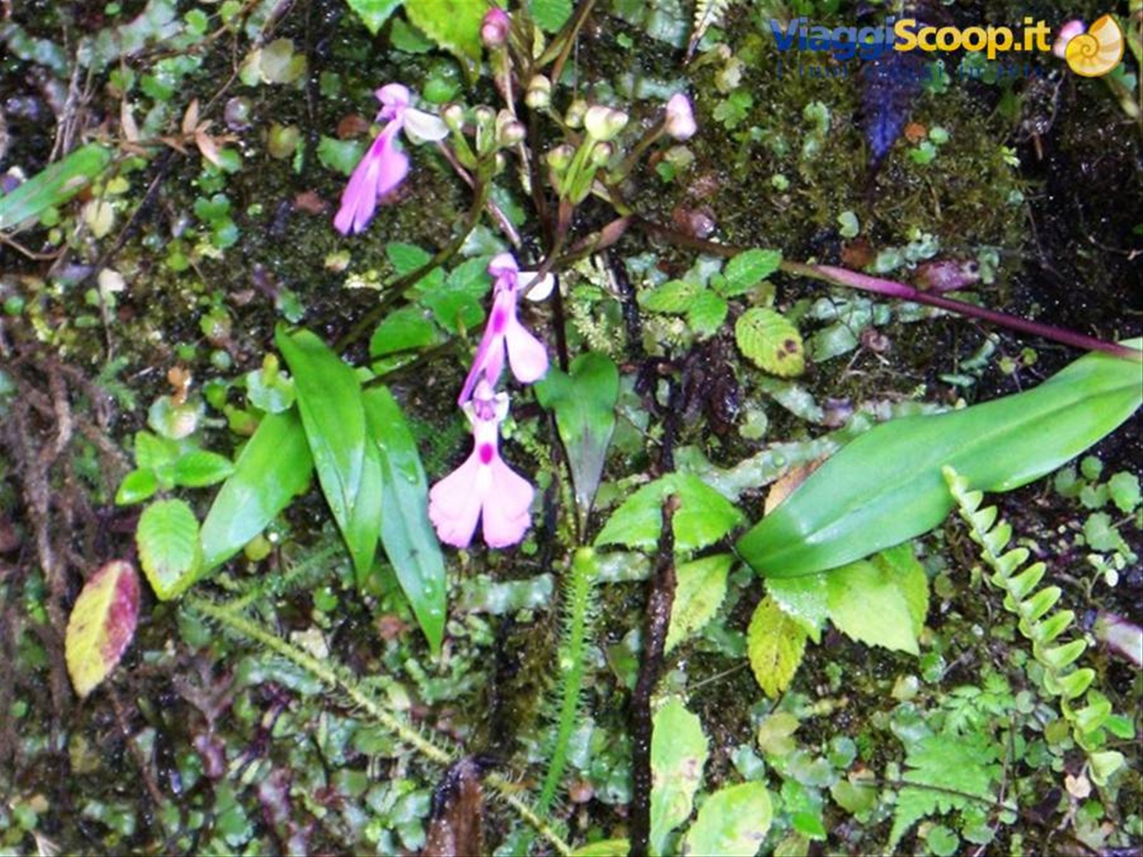 Parco Ranomafana, piccole orchidee