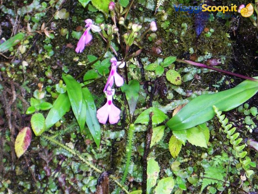 Parco Ranomafana, piccole orchidee
