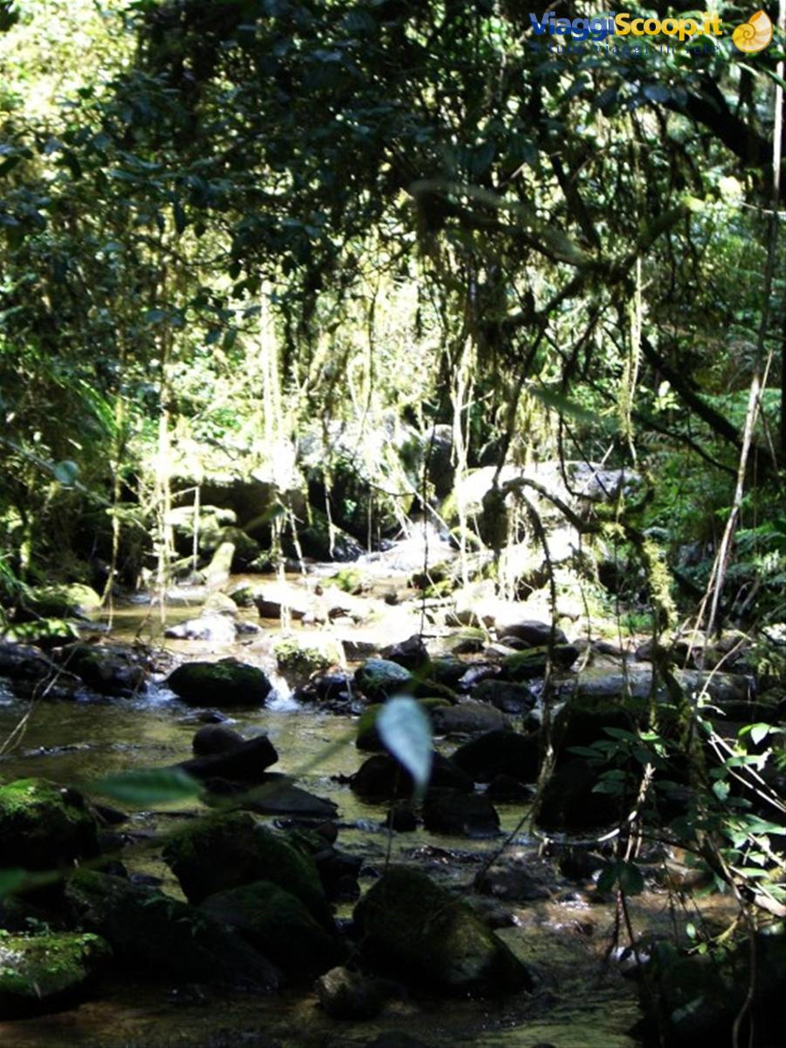 Parco Ranomafana