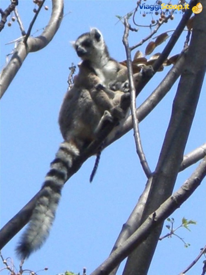 Parco Anja lemure Catta