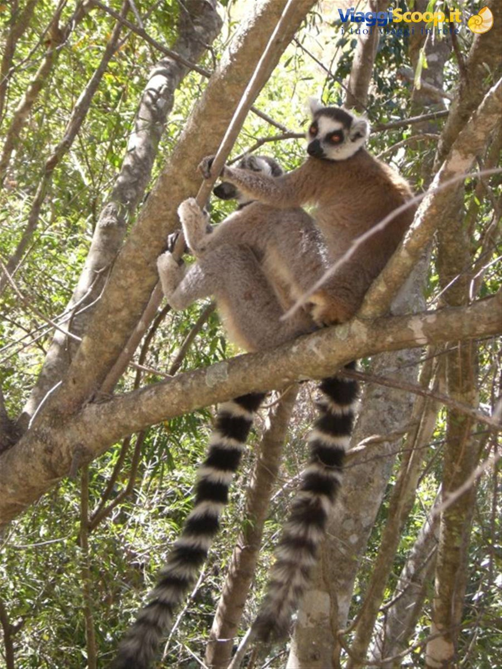 Parco dell' Isalo, coppia di lemuri
