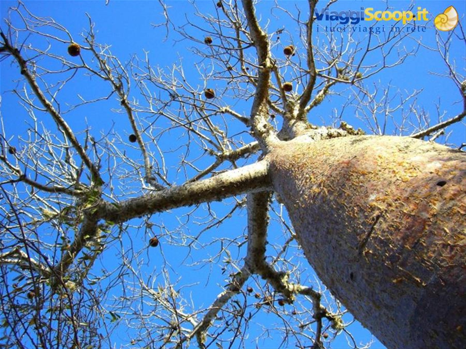 Ifaty, giardino dei Baobab