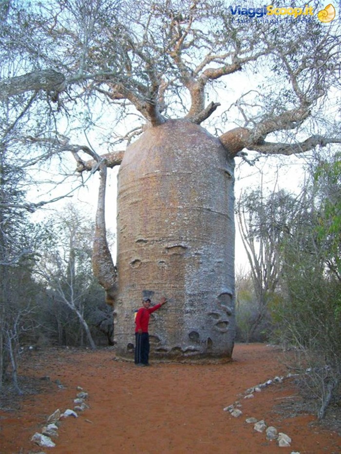 Ifaty, giardino dei Baobab
