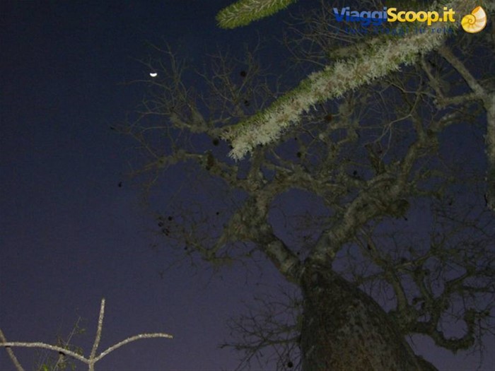 Ifaty, giardino dei Baobab