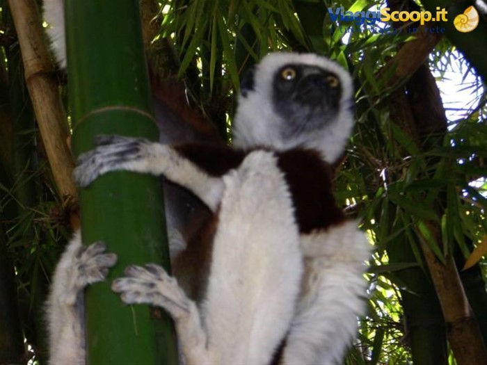 Lemurs Park, Sifaka