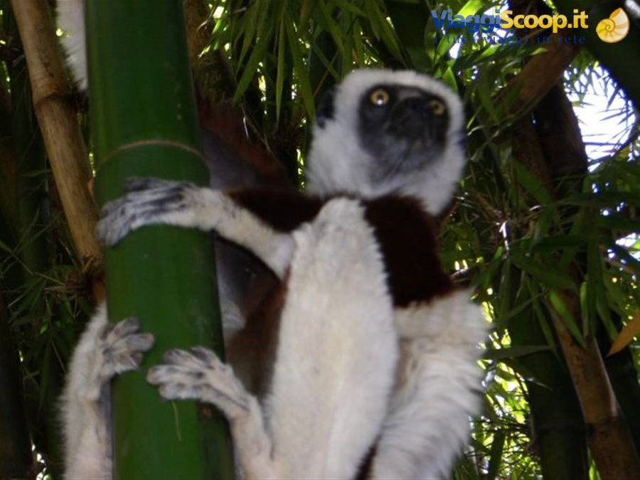 Lemurs Park, Sifaka