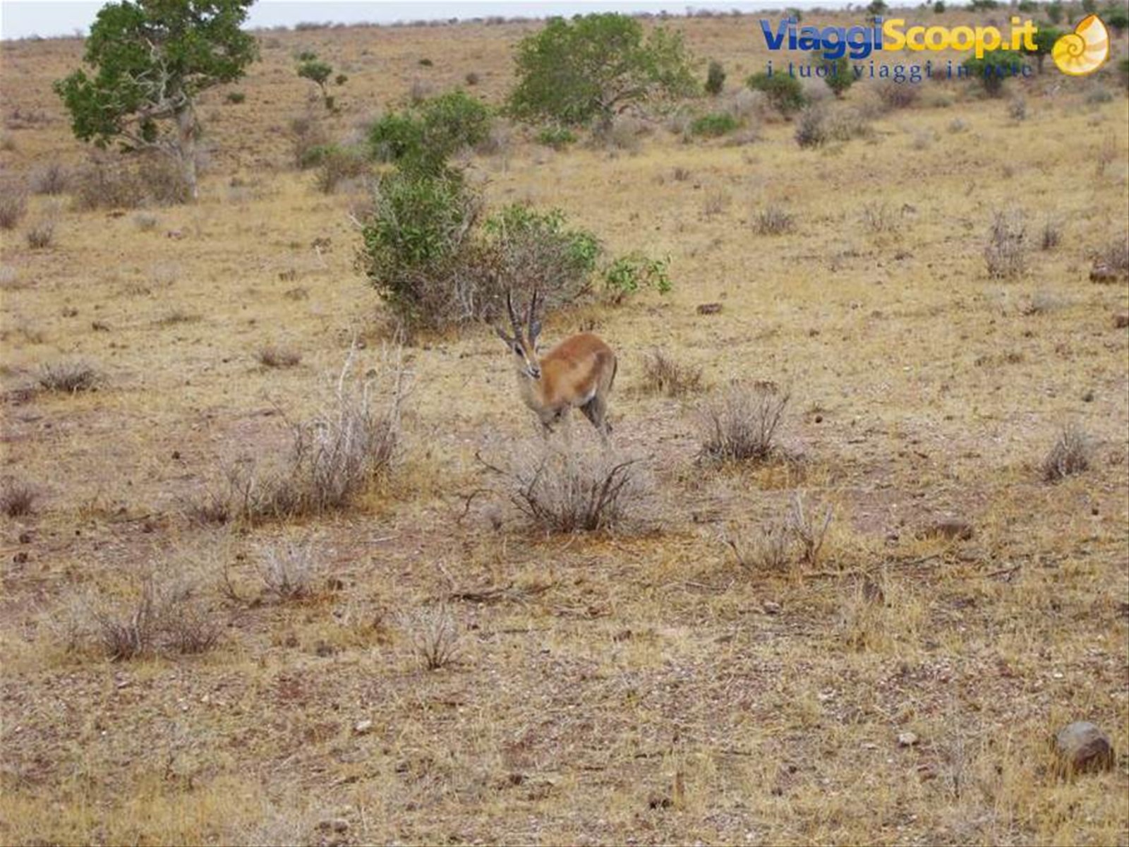 Antilope