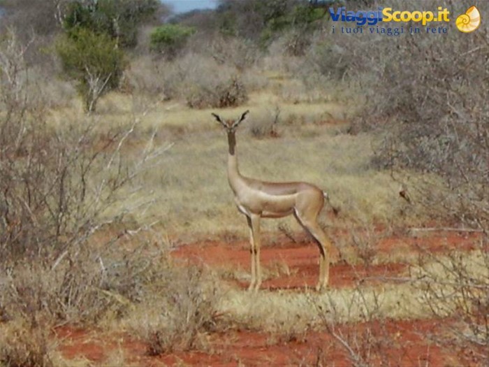 Gazzella giraffa