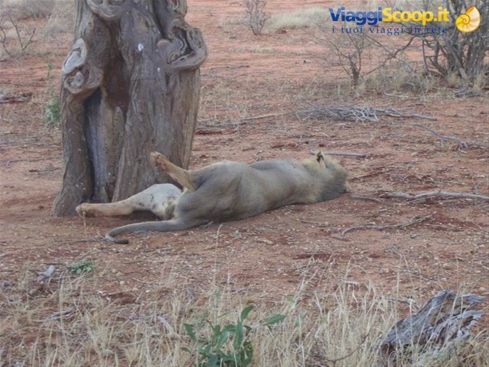 Il re della savana