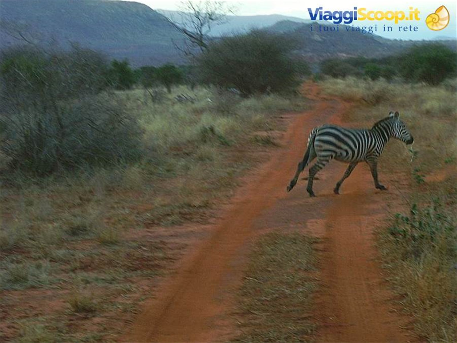 Le zebre in fuga