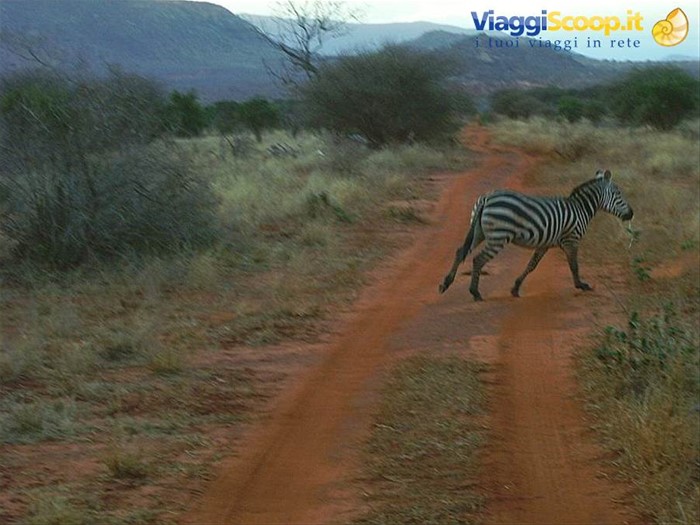 Le zebre in fuga