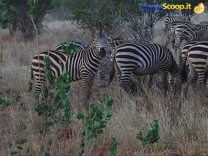 Osservati dalle zebre