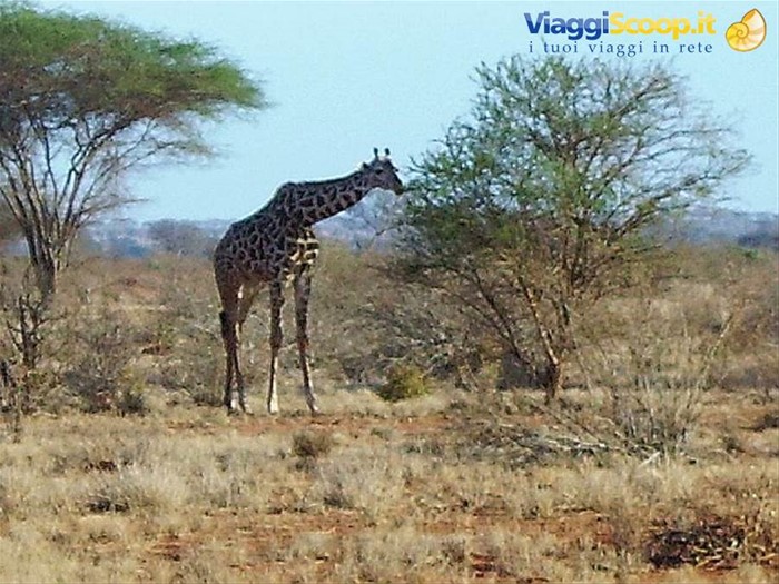 La giraffa