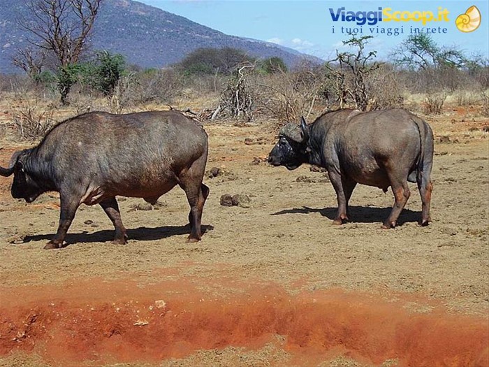 I bisonti