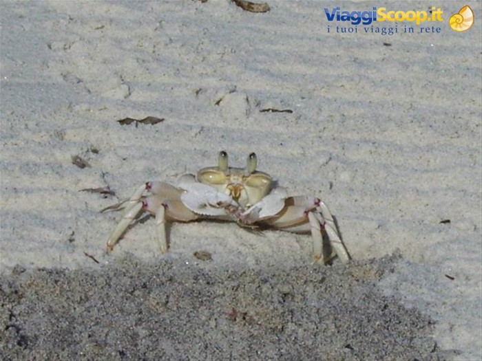 Granchietto di Watamu