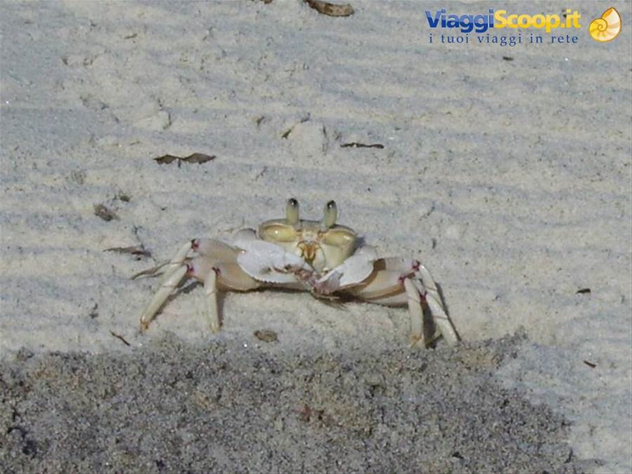 Granchietto di Watamu