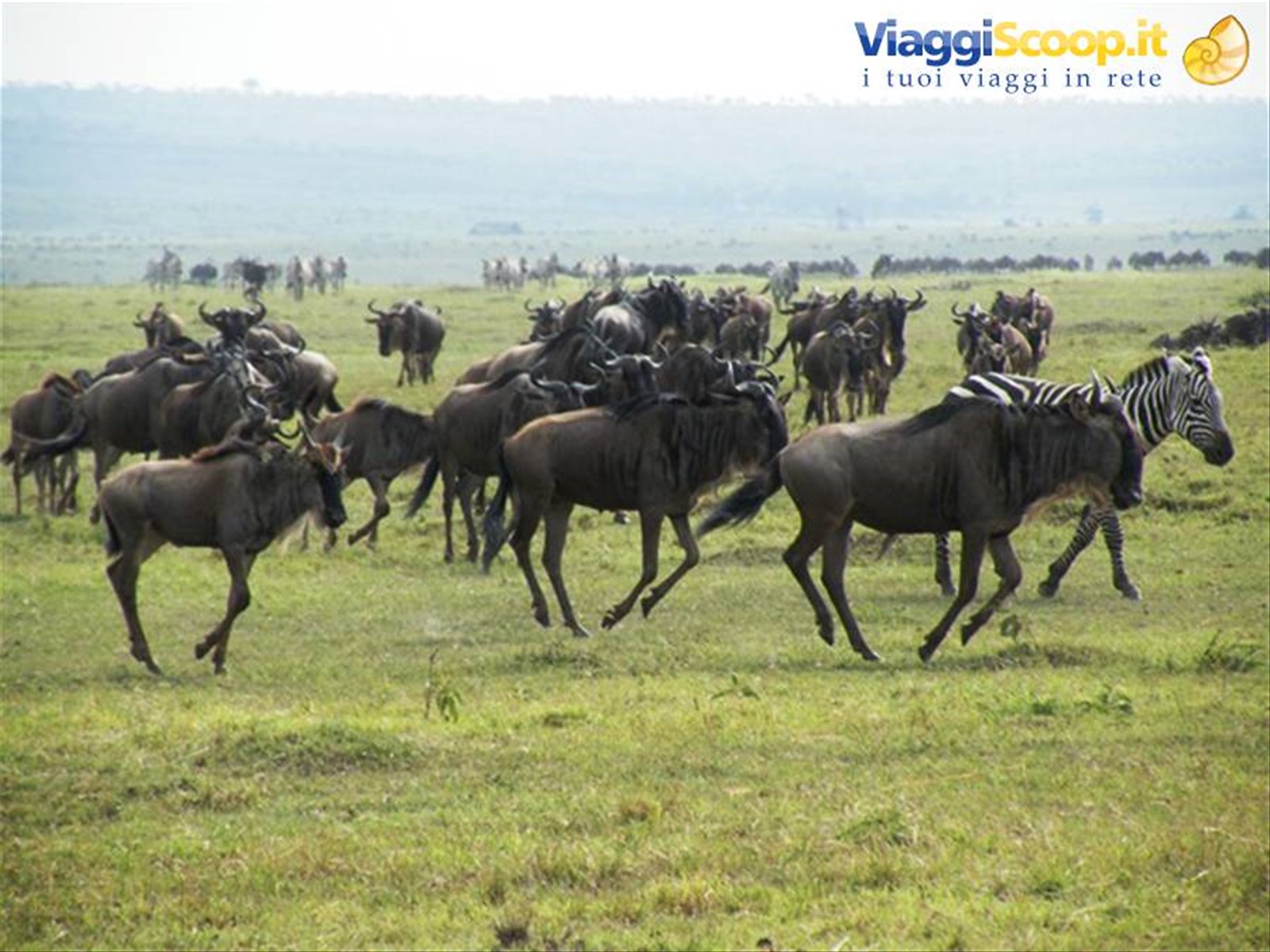 GNU E ZEBRE MASAI MARA