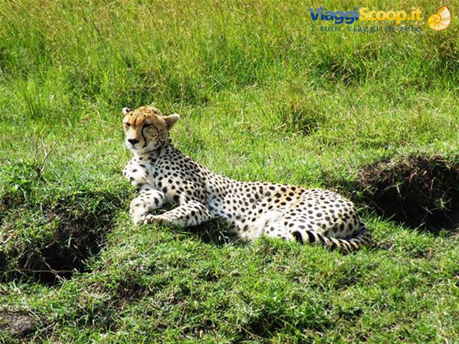 SIESTA IN SAVANA