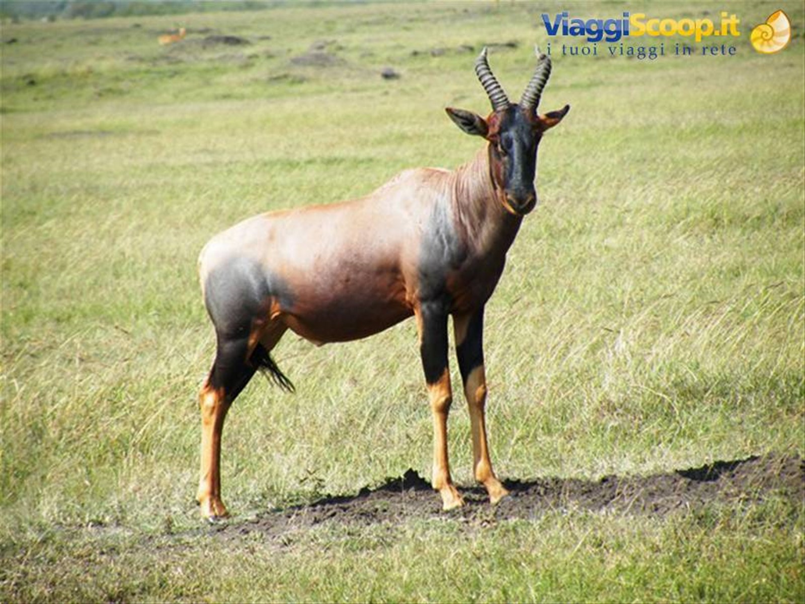 antilope topi