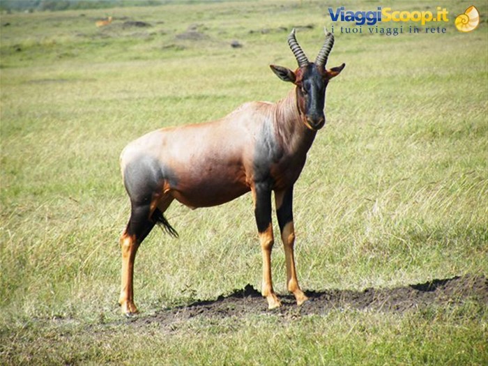 antilope topi
