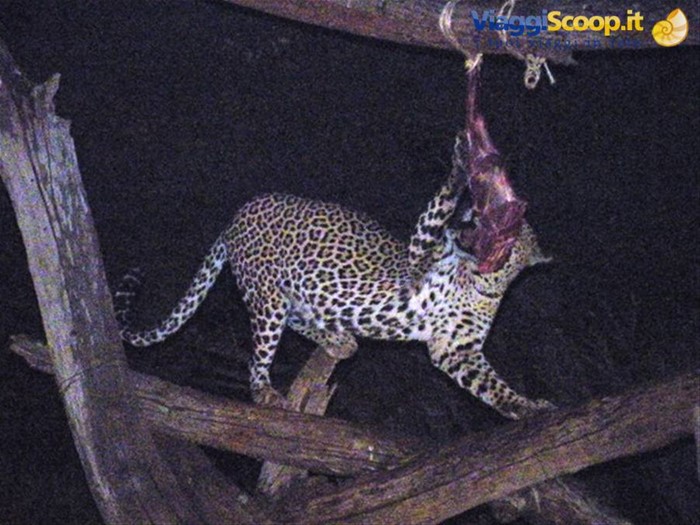 banchetto leopardo