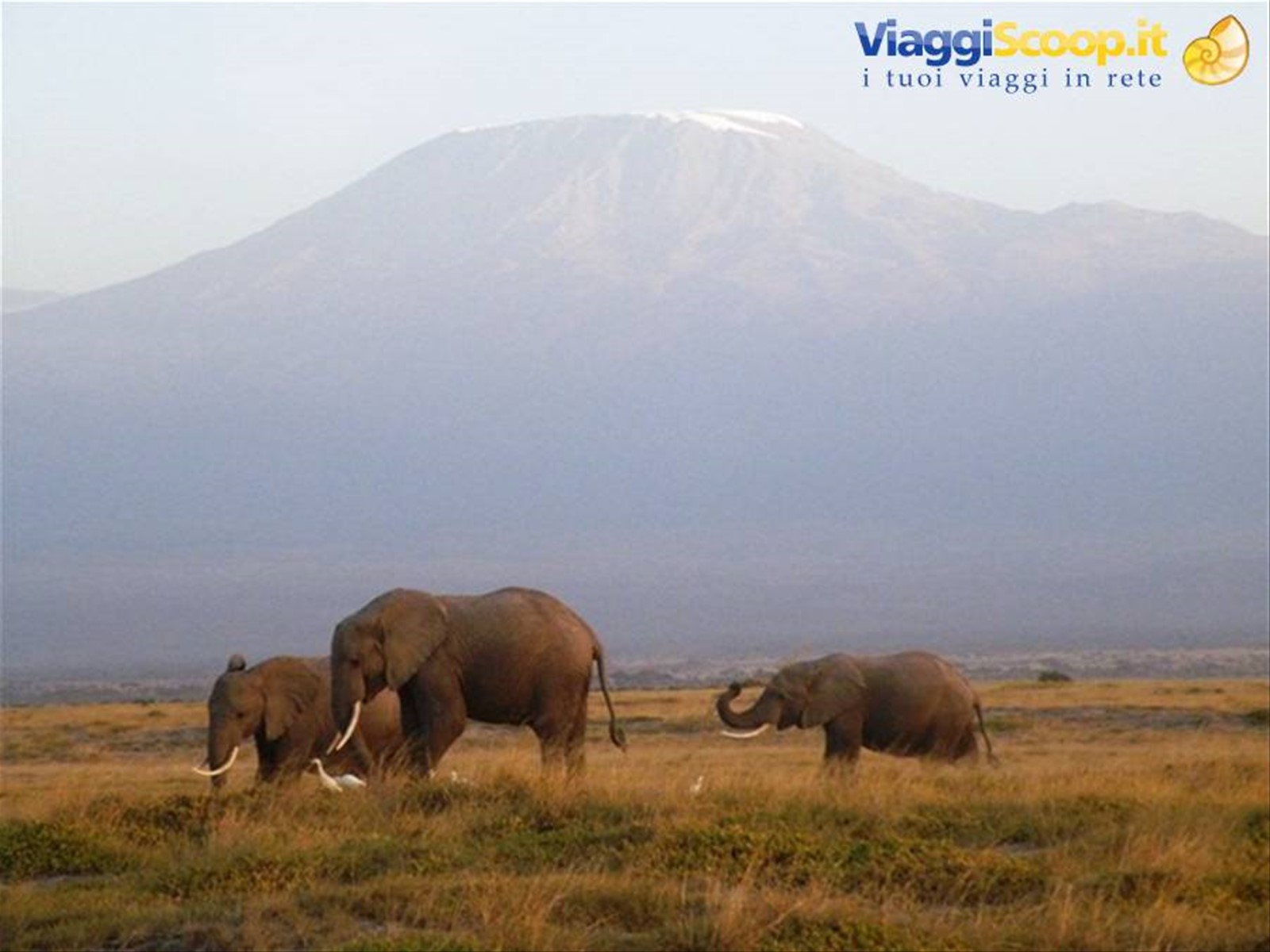 kilimanjaro