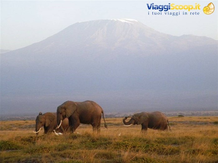 kilimanjaro