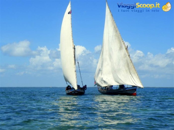regata tra dhow