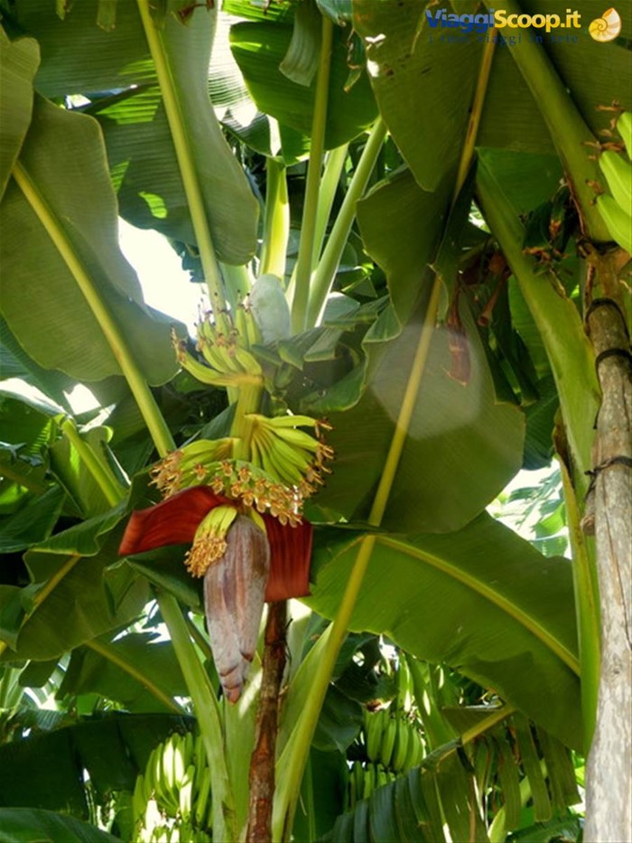 fiore di banano