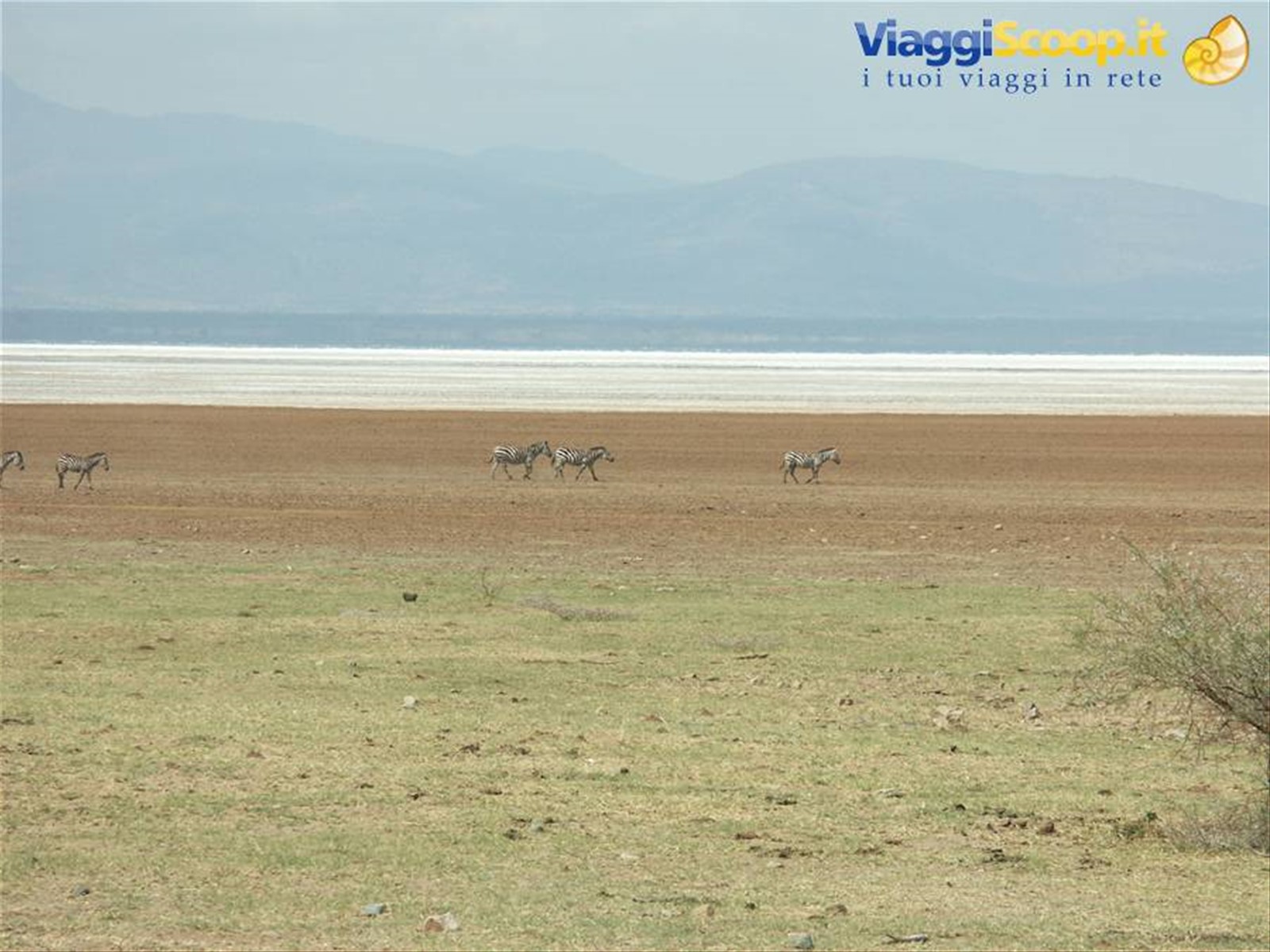Riva del Lago Manyara