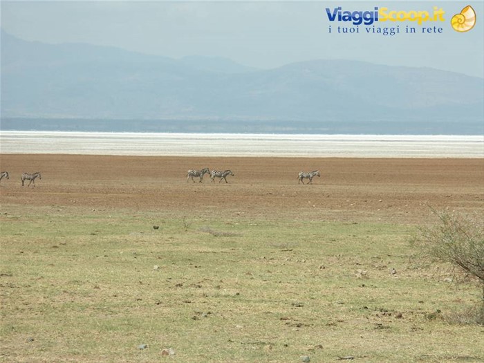 Riva del Lago Manyara 