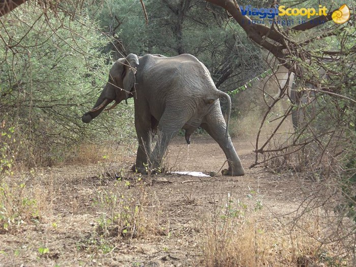 Elefante impegnato!