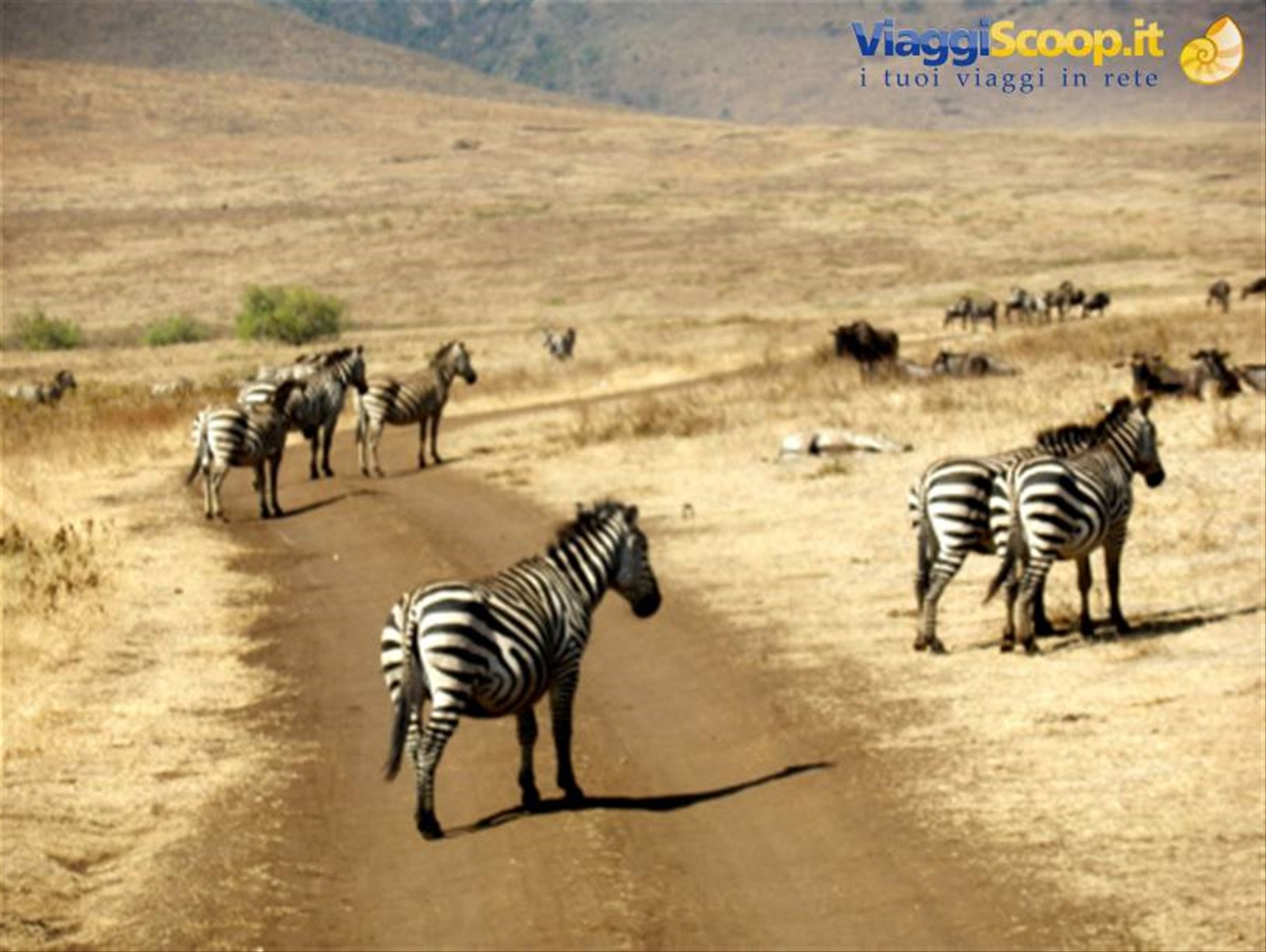 Zebre