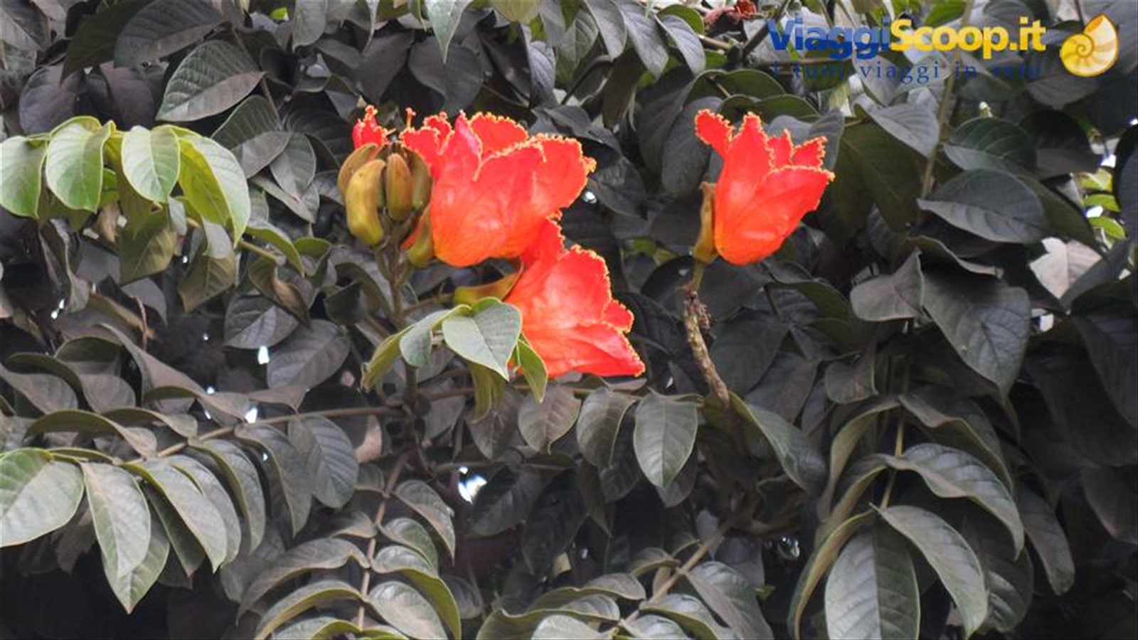 Fiori