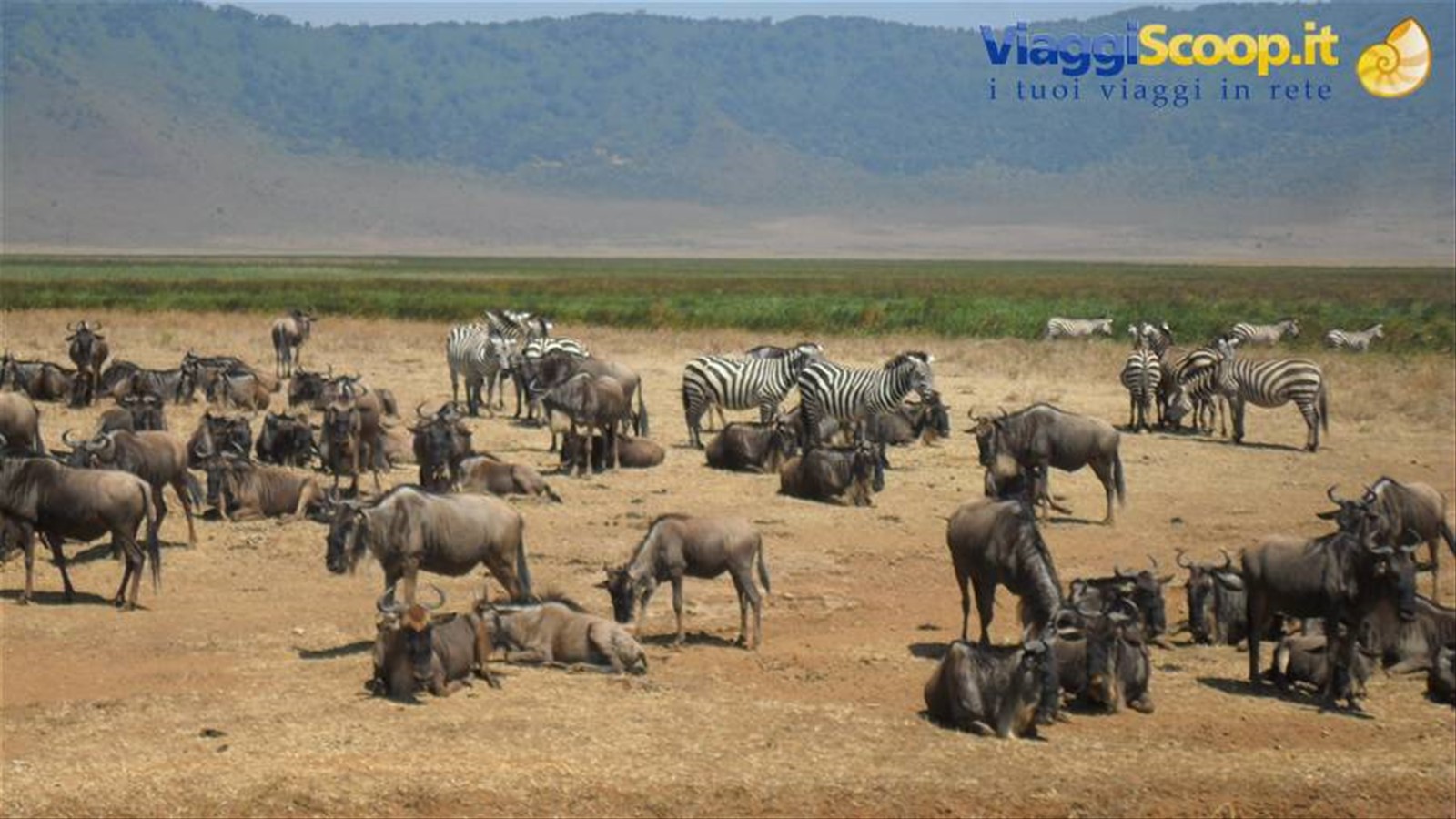 Zebre e gnu