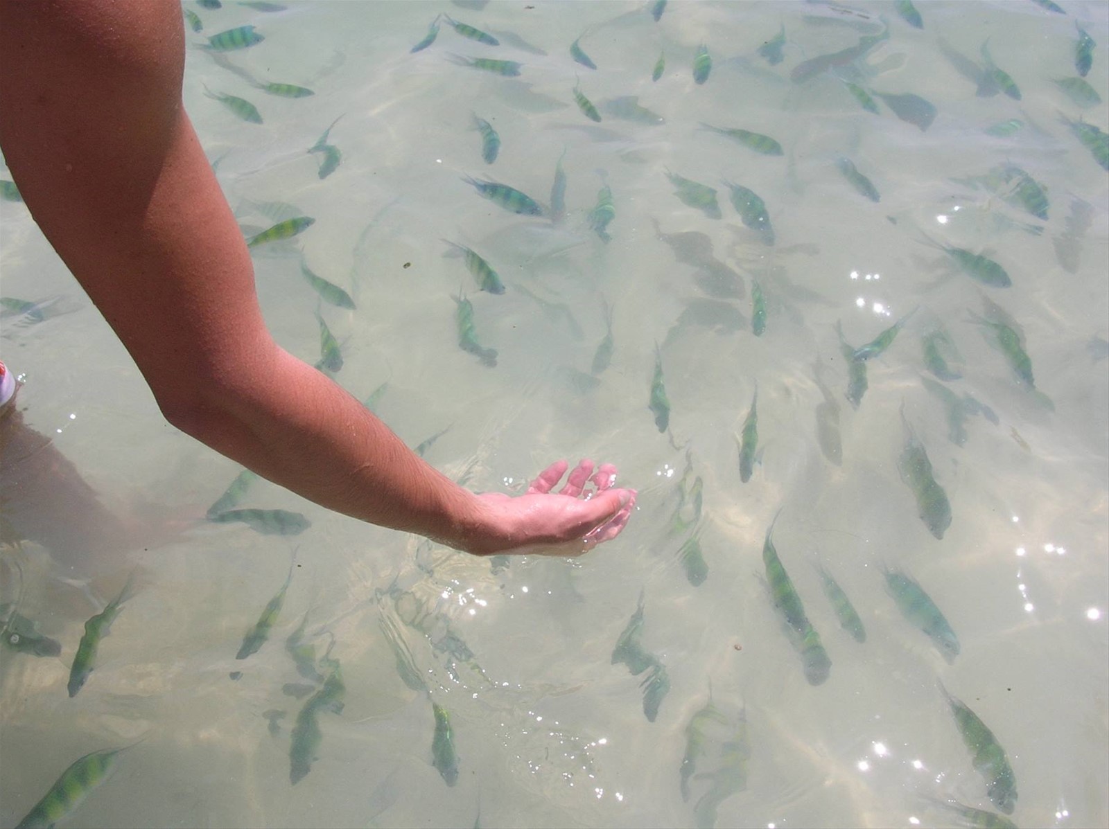 Acquario naturale