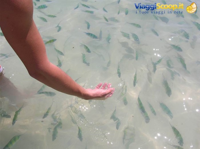 Acquario naturale