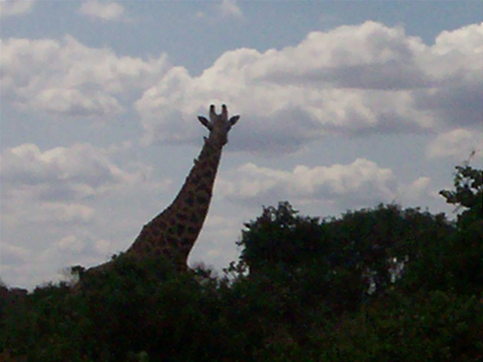 giraffa