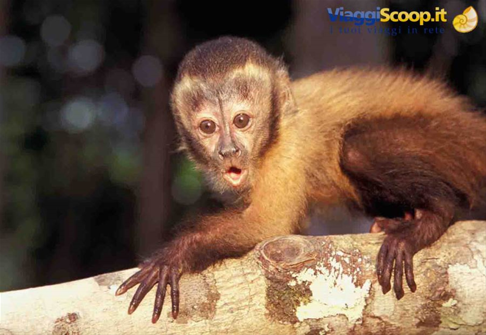 fauna della regione Xixuau