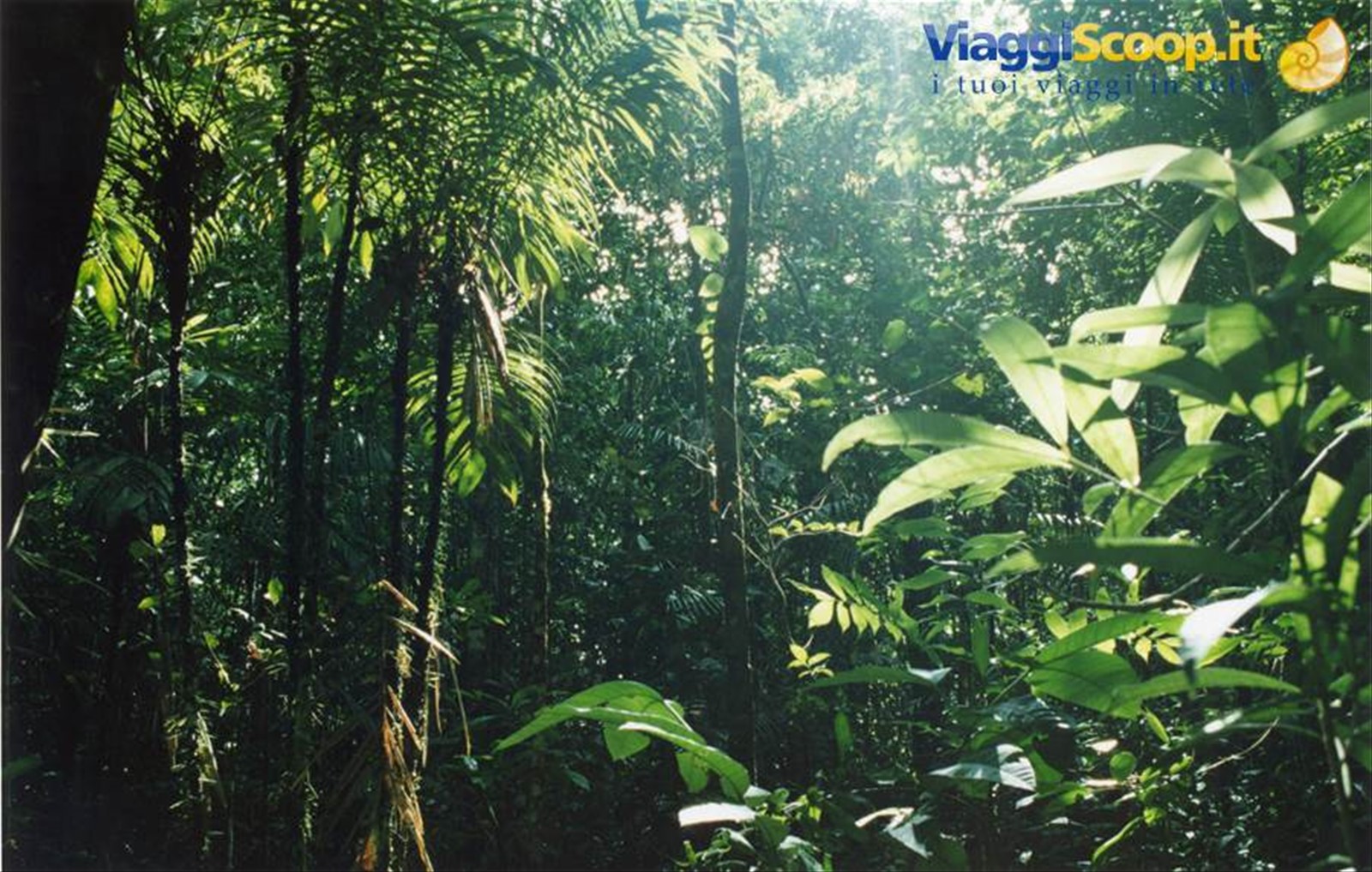 Escursione nella foresta pluviale, regione Xixuau